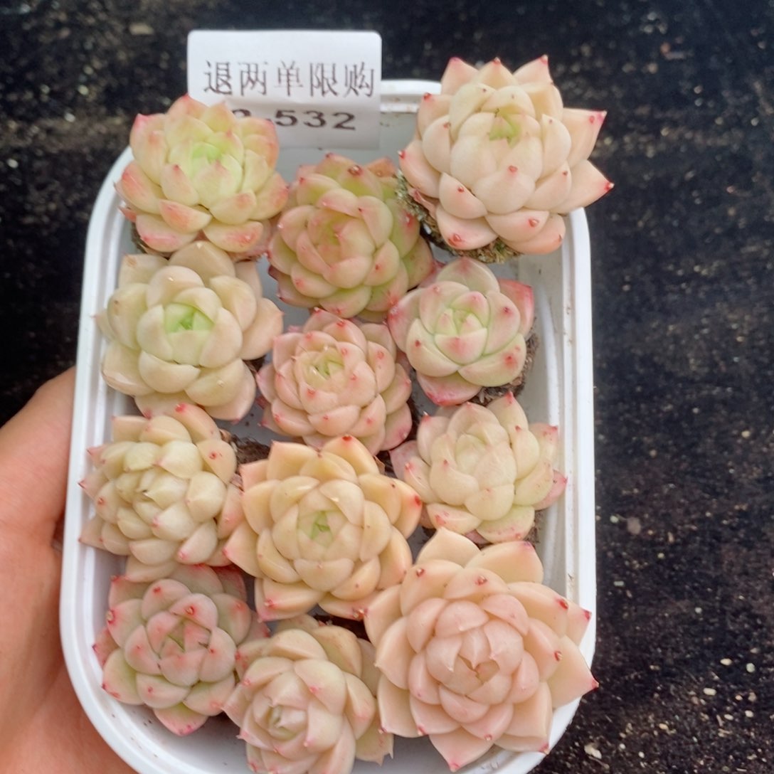 2-532 新疆西藏内蒙不发其他12.8包邮两到三公分多肉