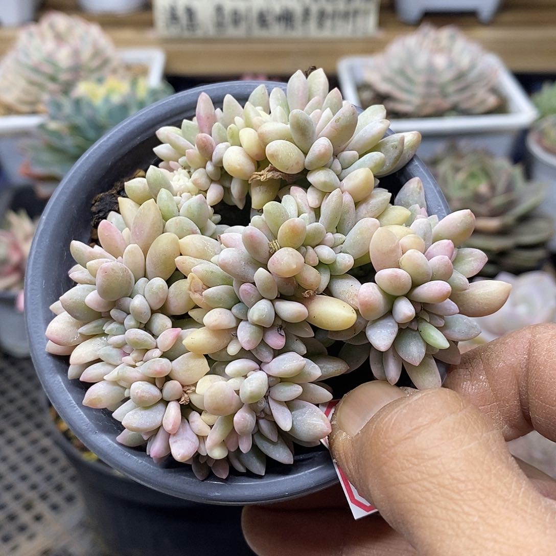 09122 醉美人锦缀