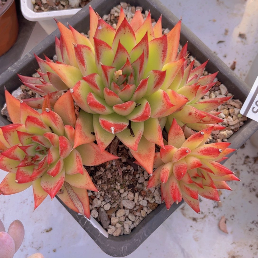 红枫31105多肉植物