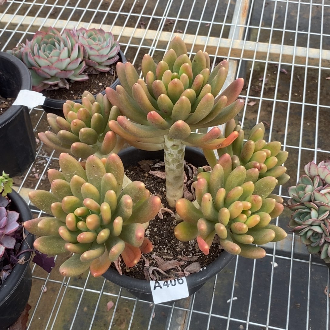 406金蝉老桩一物一拍