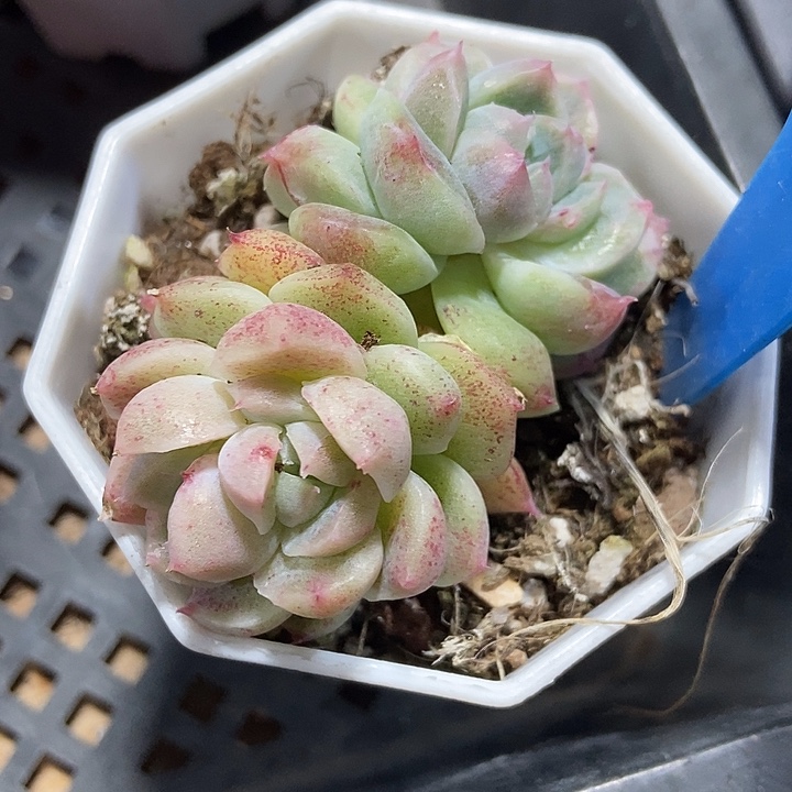 多肉植物如梦令石化798