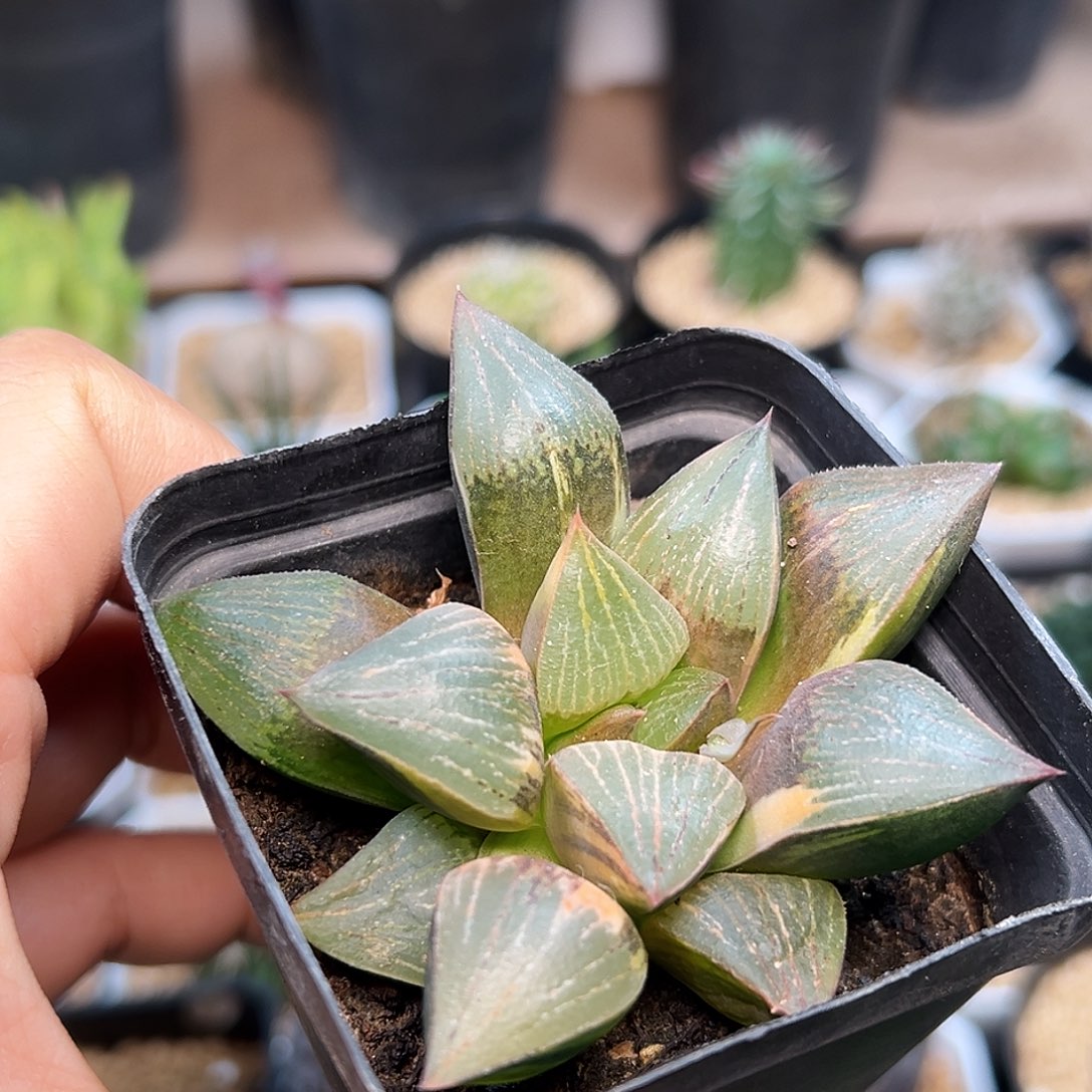 红锦寿硬叶十二卷