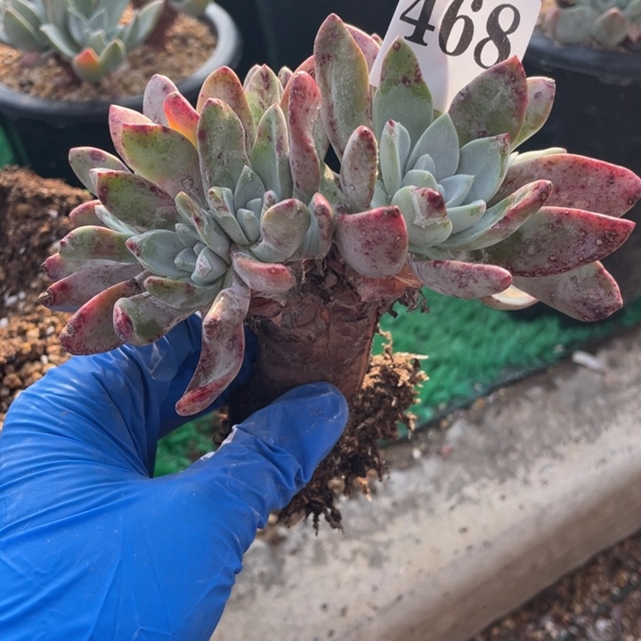 米***达468号泡芙苹果叶杂拇指多肉