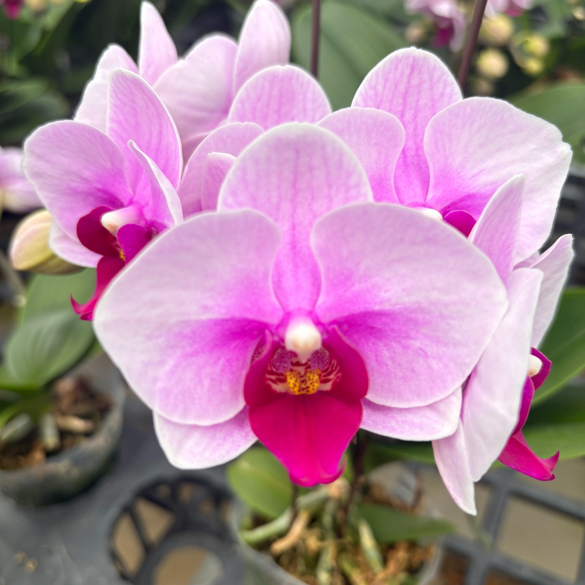 （悦顺优品）宝贝 桌面花 叶片自然开裂（开放度低 多花苞）