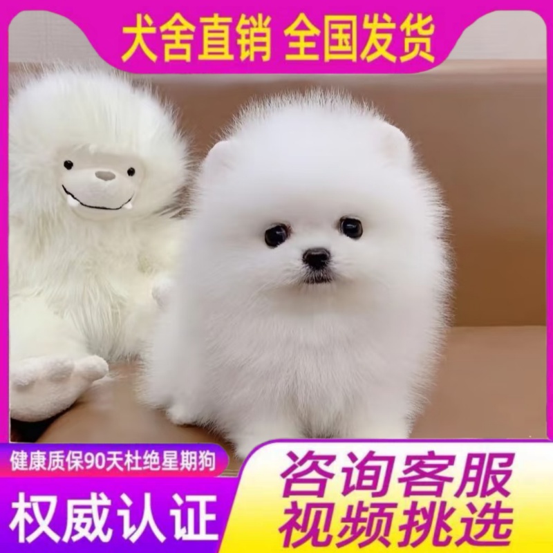 纯种博美幼犬茶杯犬韩系博美小型犬小体宠物活体299