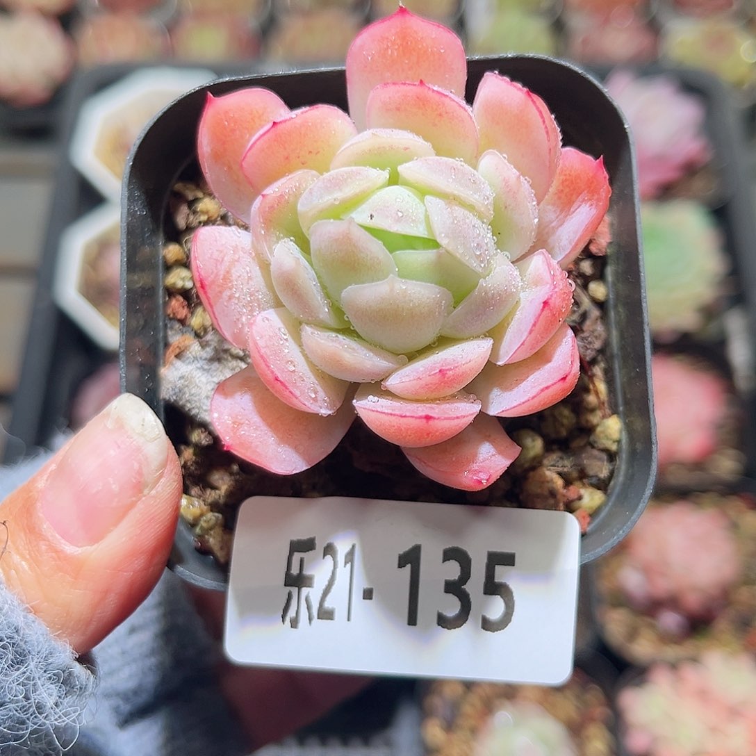 乐21-135贝瑞单头