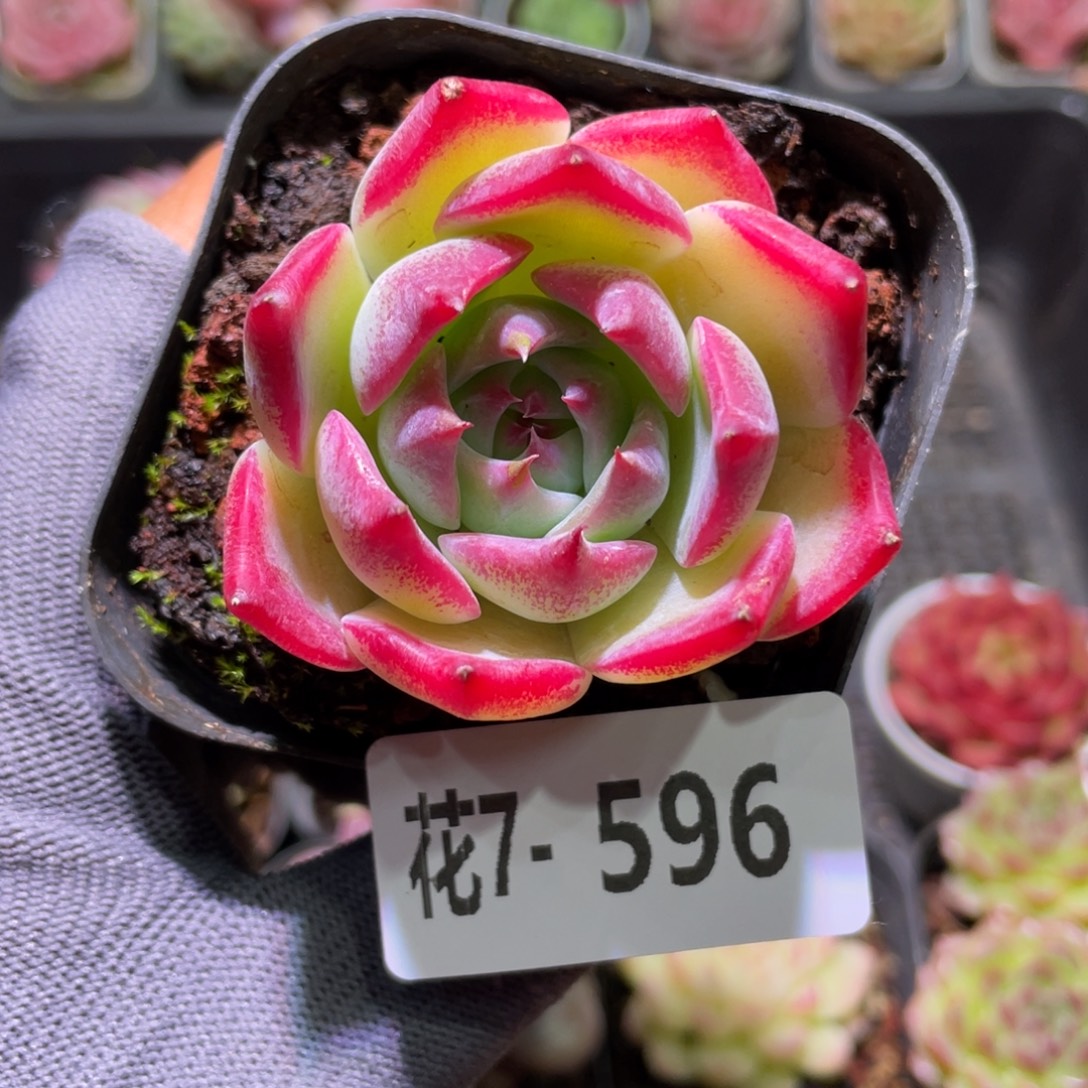 花利美7-596吉娃娃