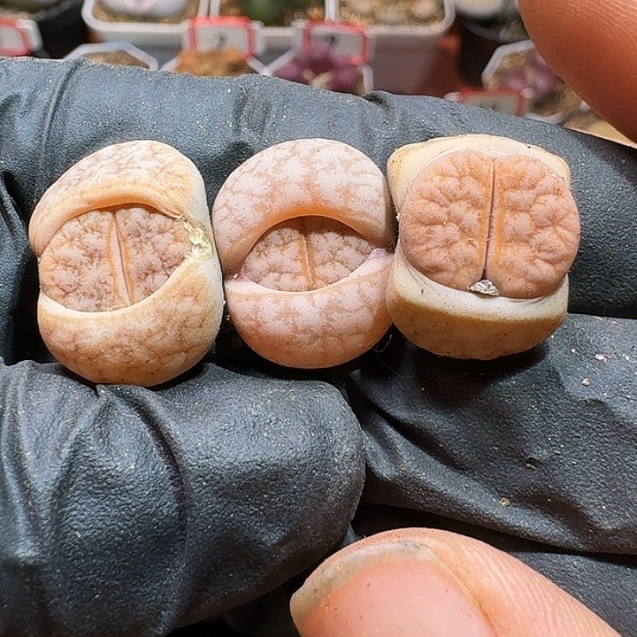 生石花233:：。  170