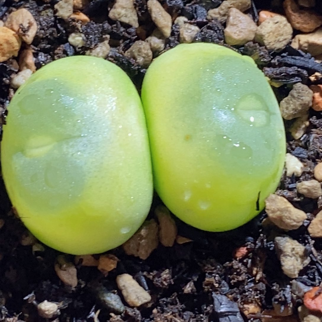 双头控养拉灯双头控养拉灯