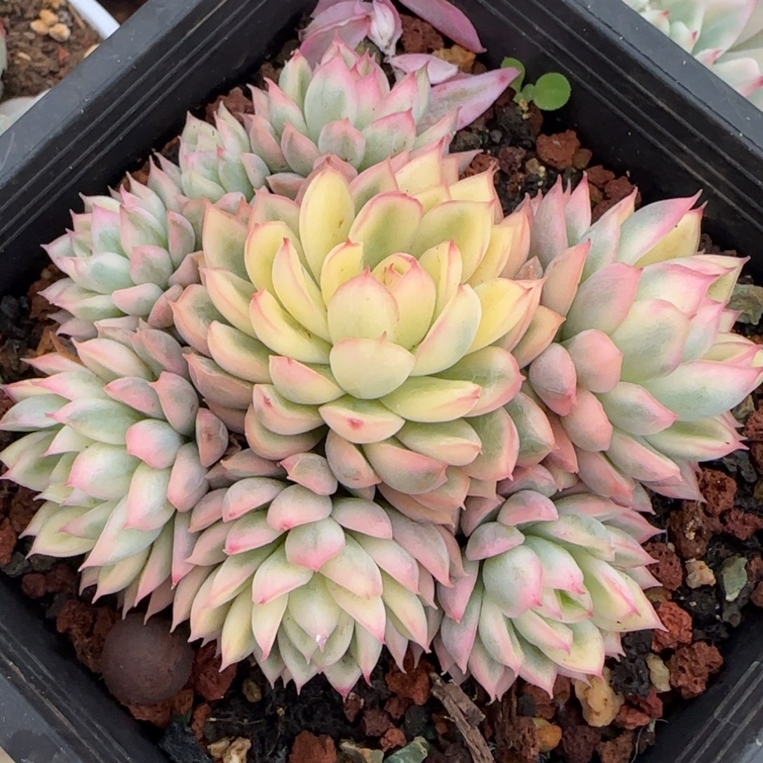 女雏锦绣花锦多肉植物