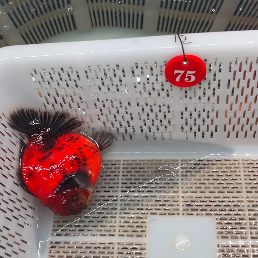 @***哥海水鱼你好自认为自己对生活是多么