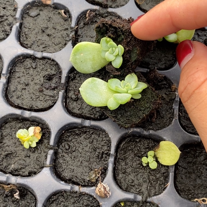 *****甜心y2芽苗一个多肉