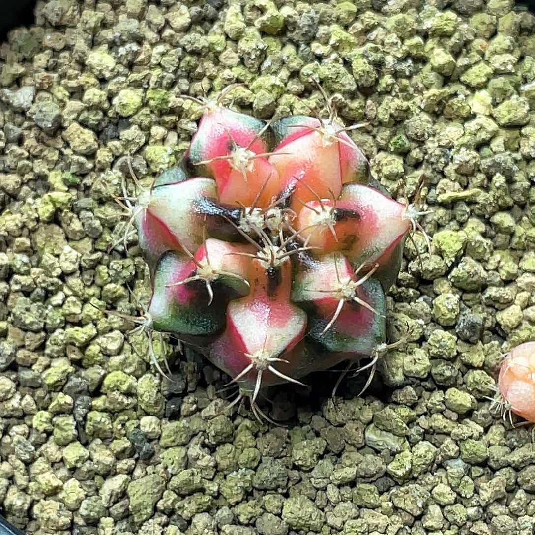 当前无花朵，栽培后可花朵泰系名品侧，水晶