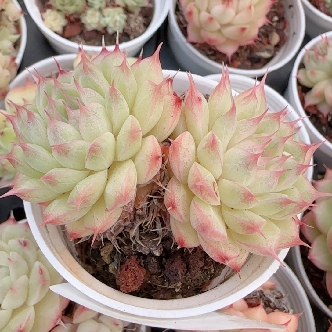 用***0花语多肉0103-335海胆散