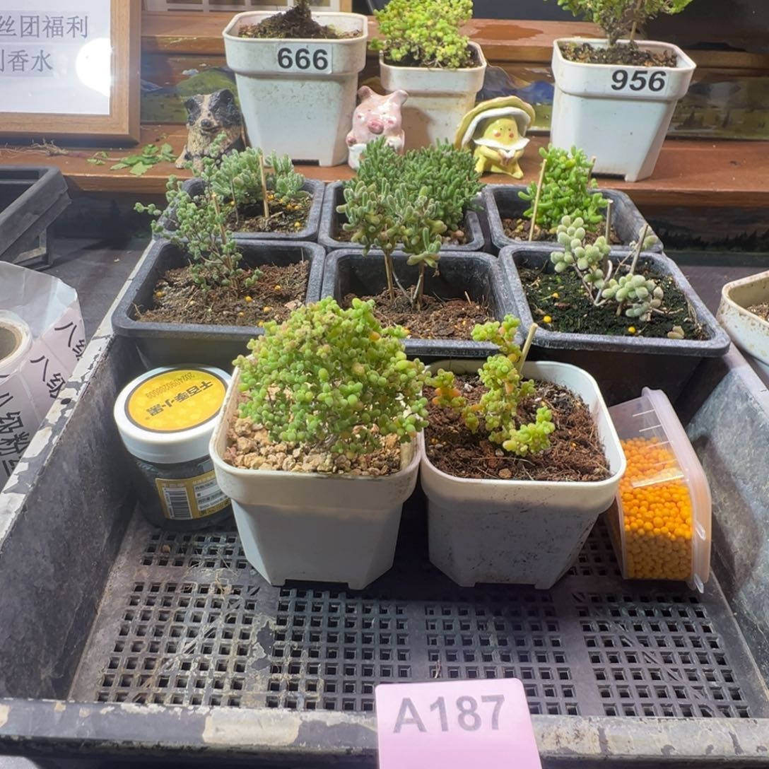 枝干番杏多肉植物A187乐