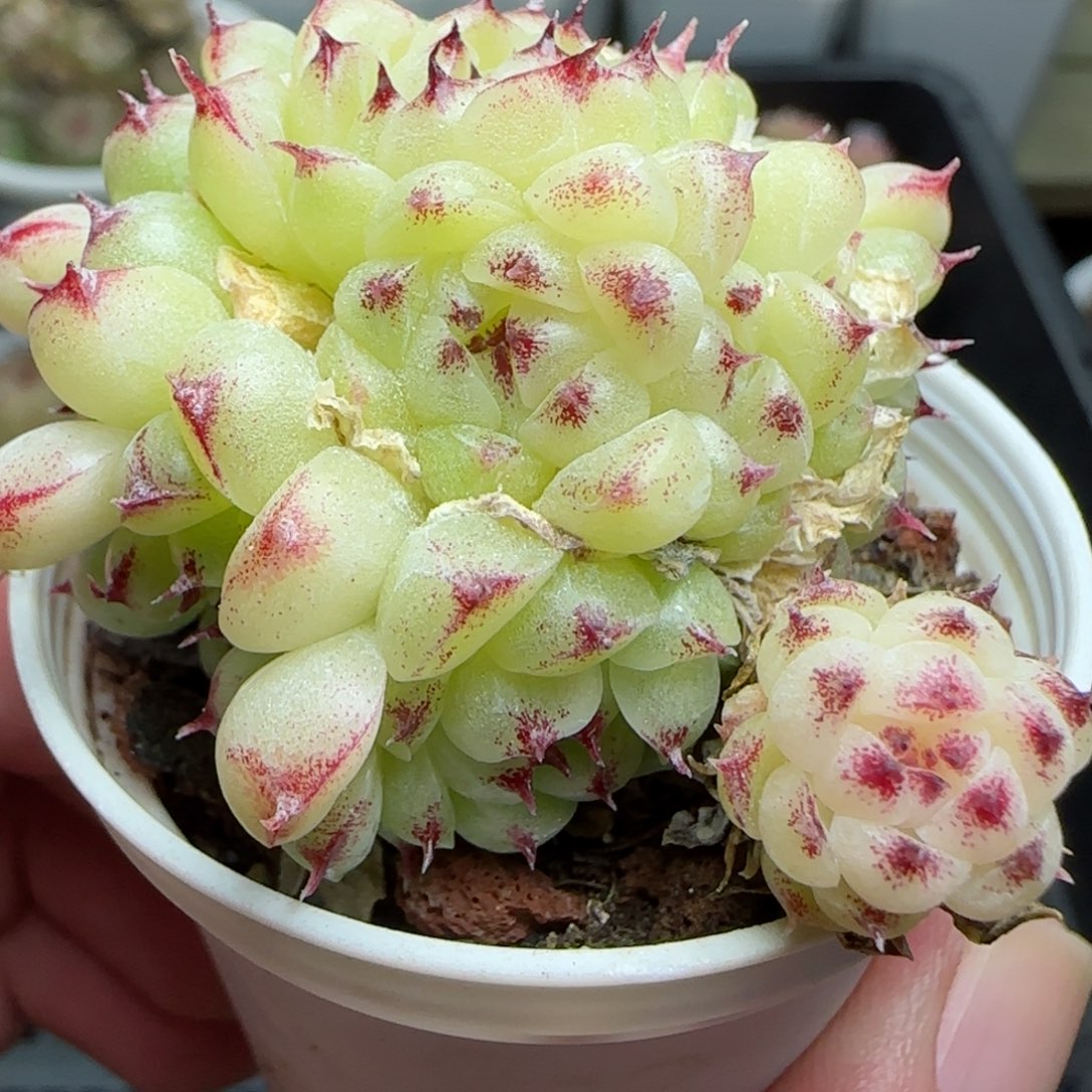 0119-180包子麦秆