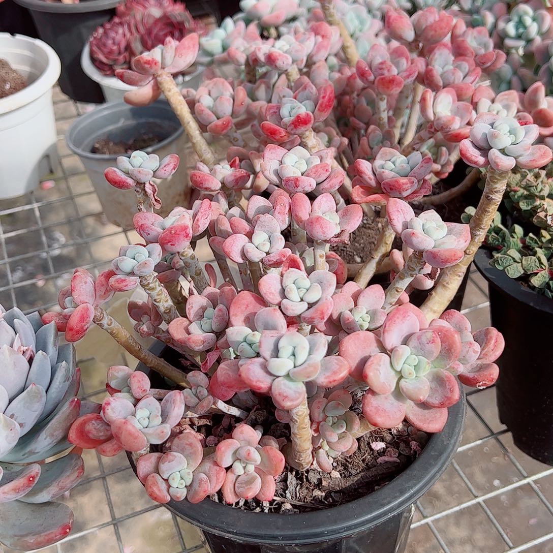 樱花红洛神多头造型精品