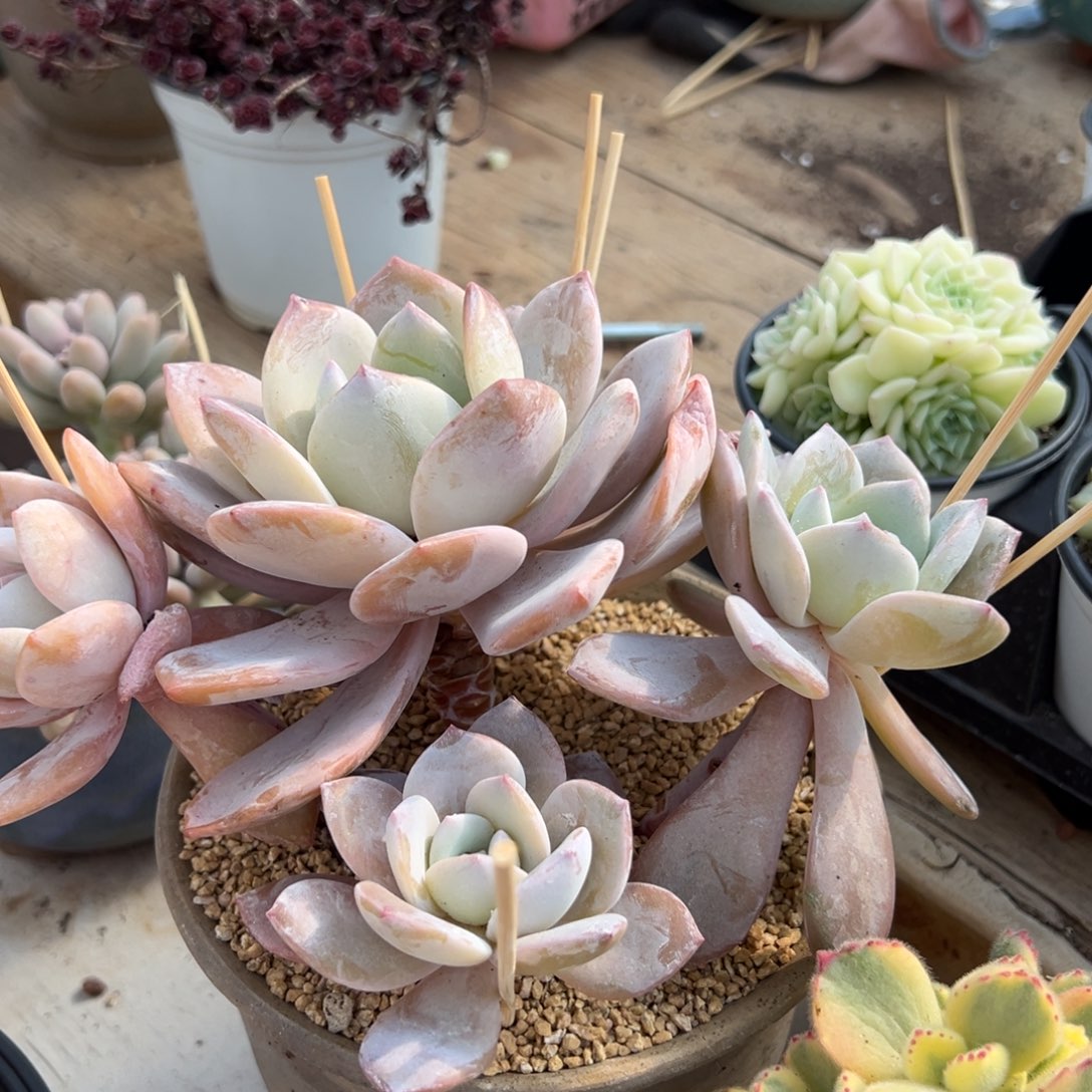 多肉植物一物一拍