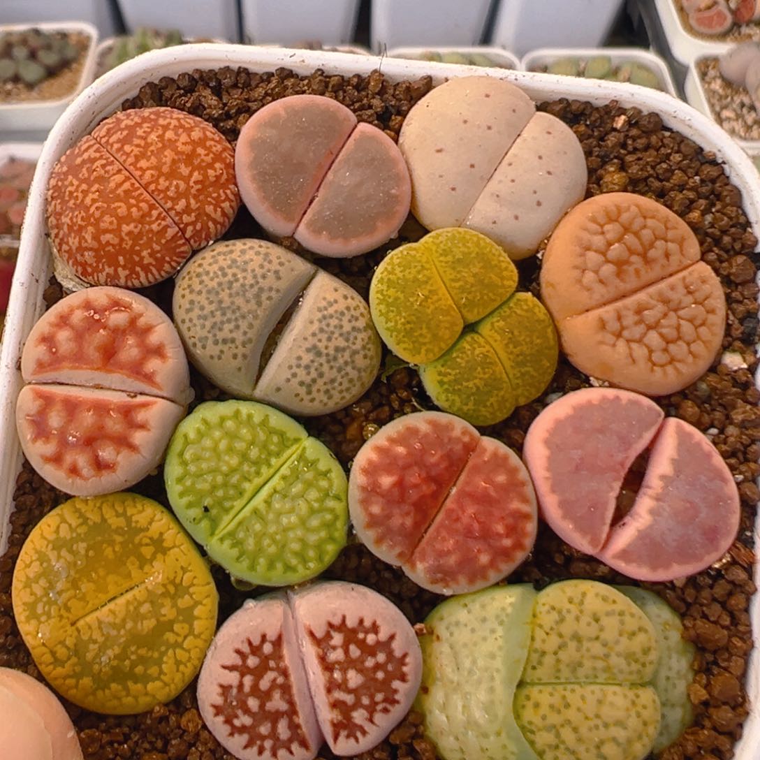 16多肉植物百科知识