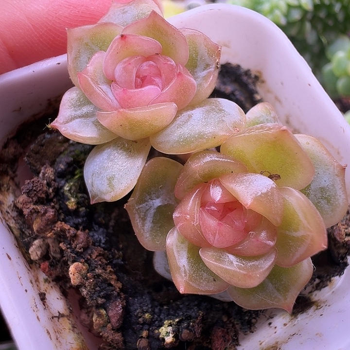 宫花阿娜双头福利