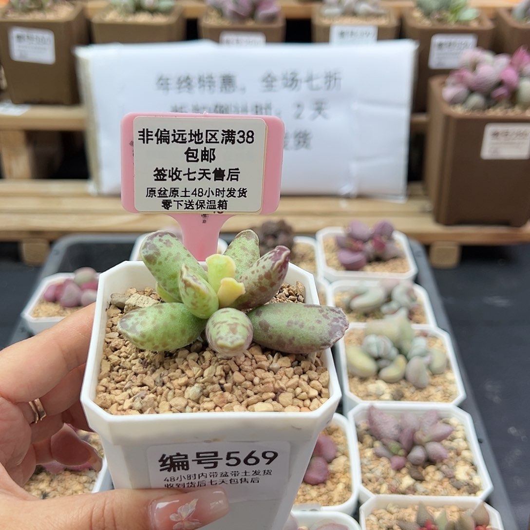 阿*丁569库博多肉植物