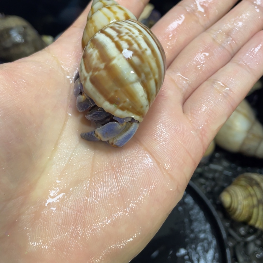 寄居蟹寄居蟹寄居蟹