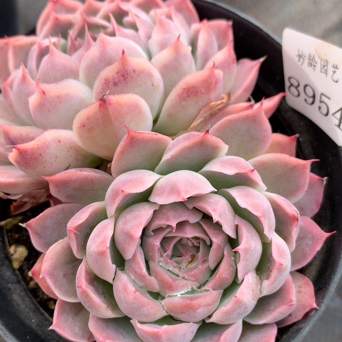 8654杂交多肉植物基地