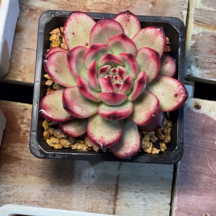 多肉后来Tm Tm Tm