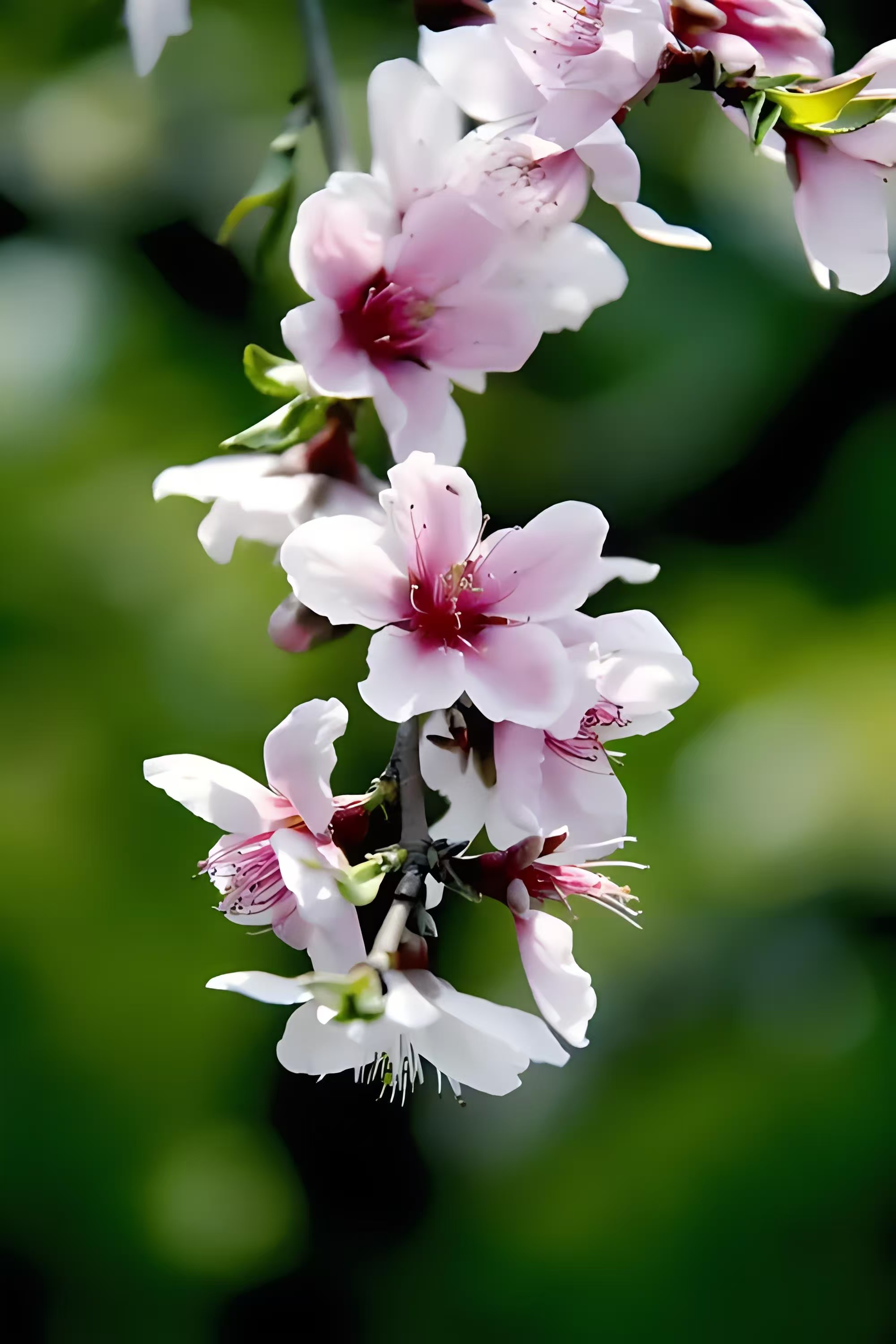 老鸦柿海岛栀子花水杨梅海岛春花水杨梅羊奶果等精品盆景盆栽