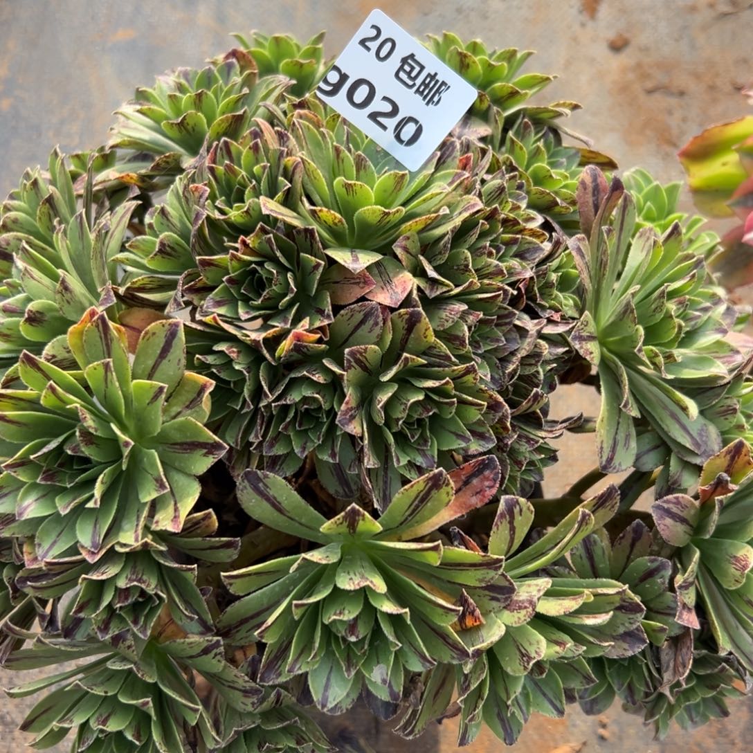 020碧火，满20包邮嘟叮熊