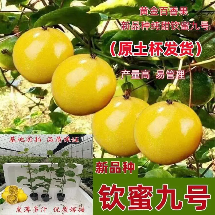 纯甜黄金百香果嫁接苗百香果树果苗无酸四季结果爬藤盆栽地栽结果
