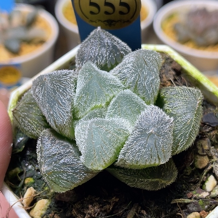 555巨大梦露特选福利