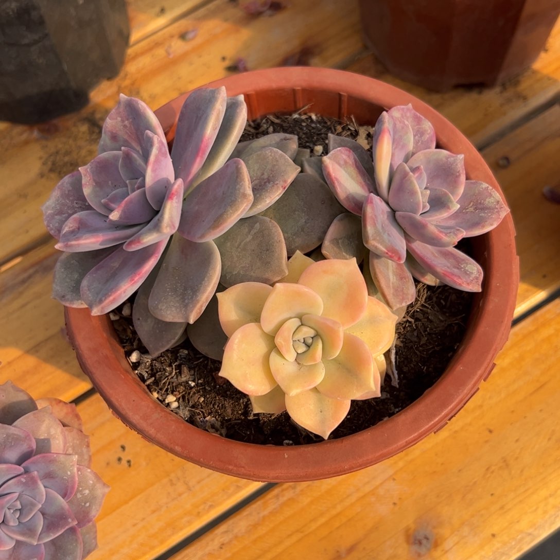 多肉群生紫乐锦修根