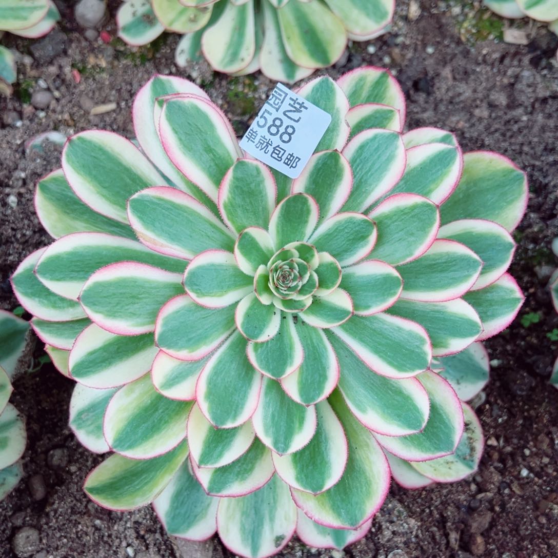 万白手捧多肉植物588