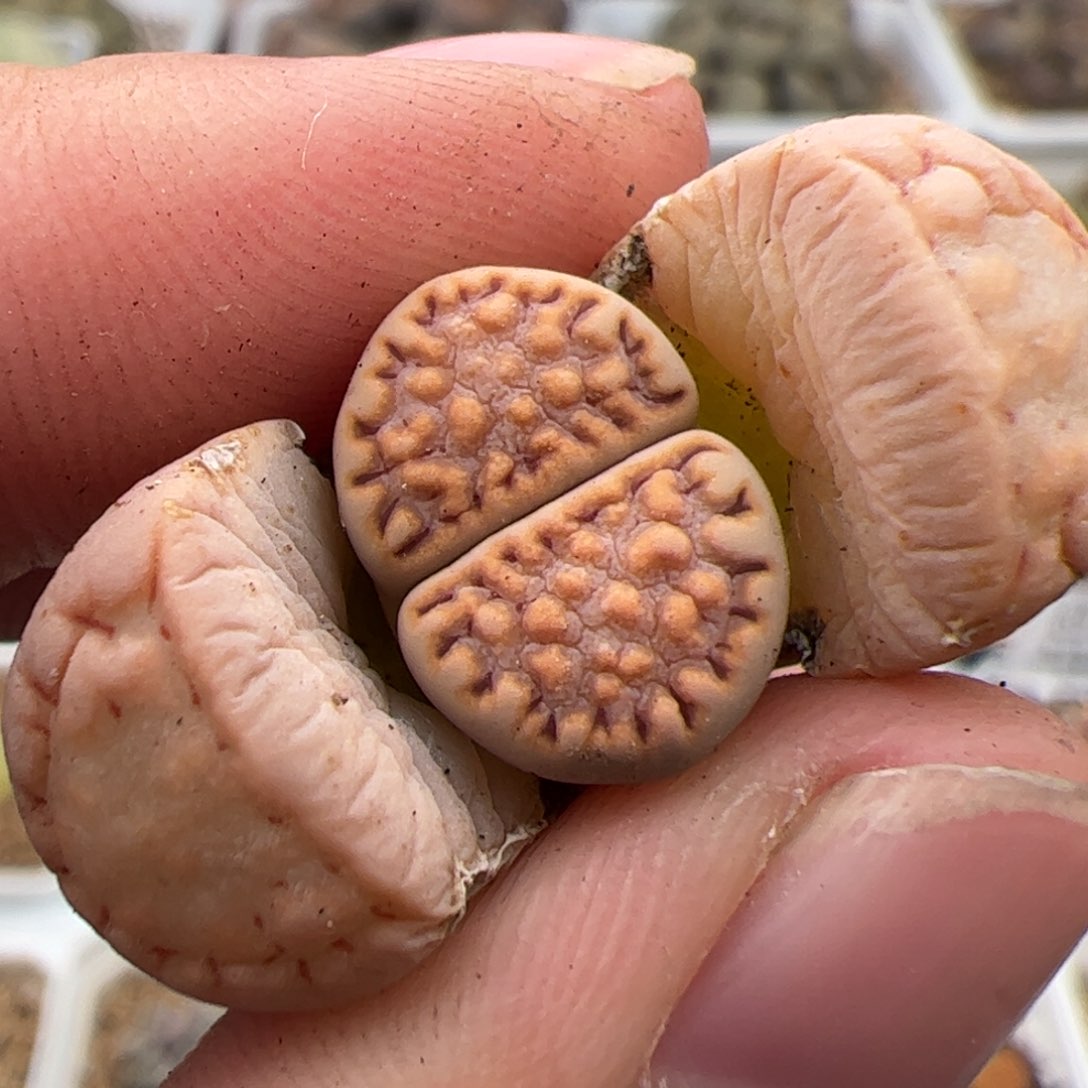 0258号饼干 多肉植物
