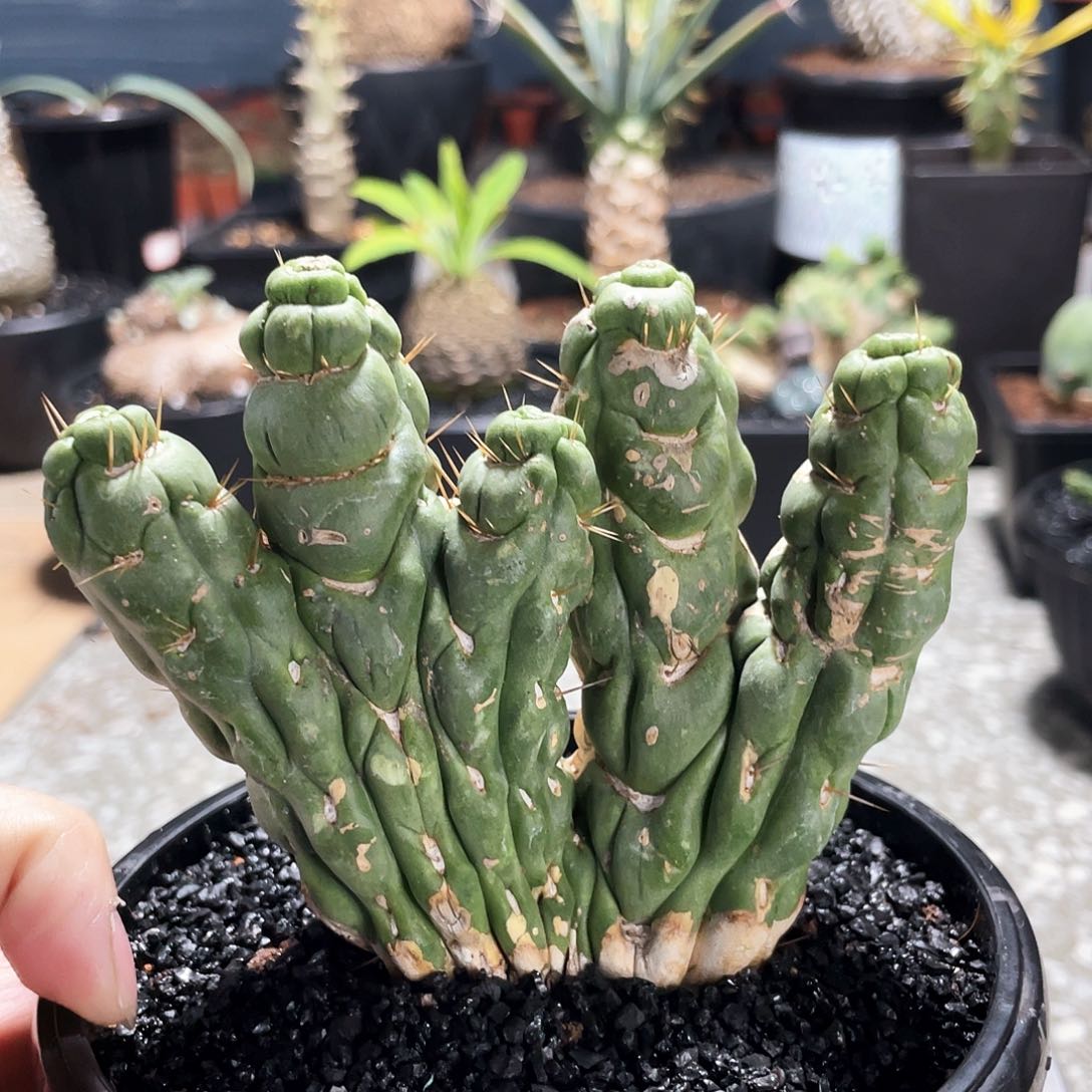 66666666666666666666