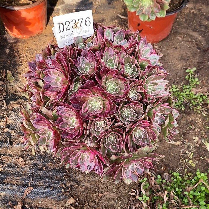2376万花筒多肉植物