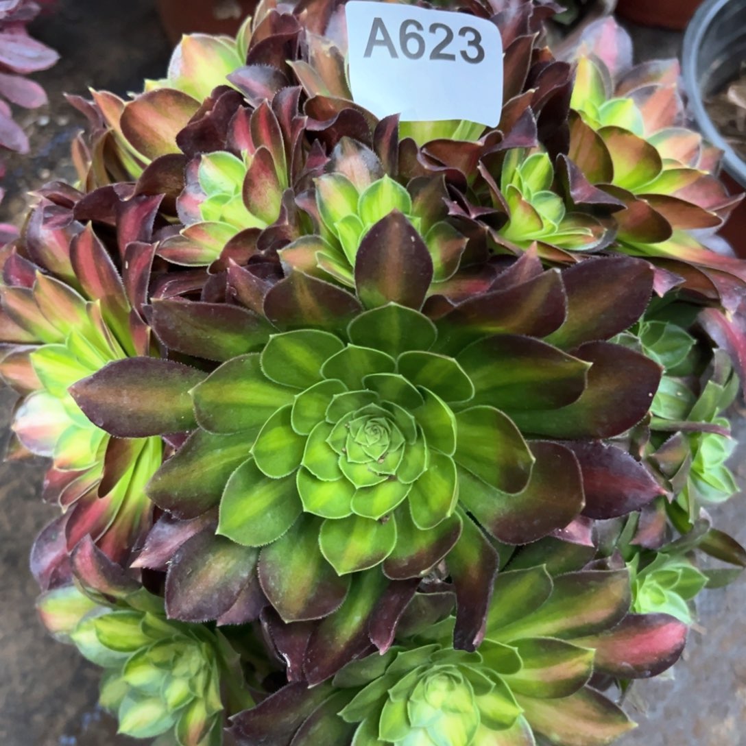 623老桩韶华法师多肉