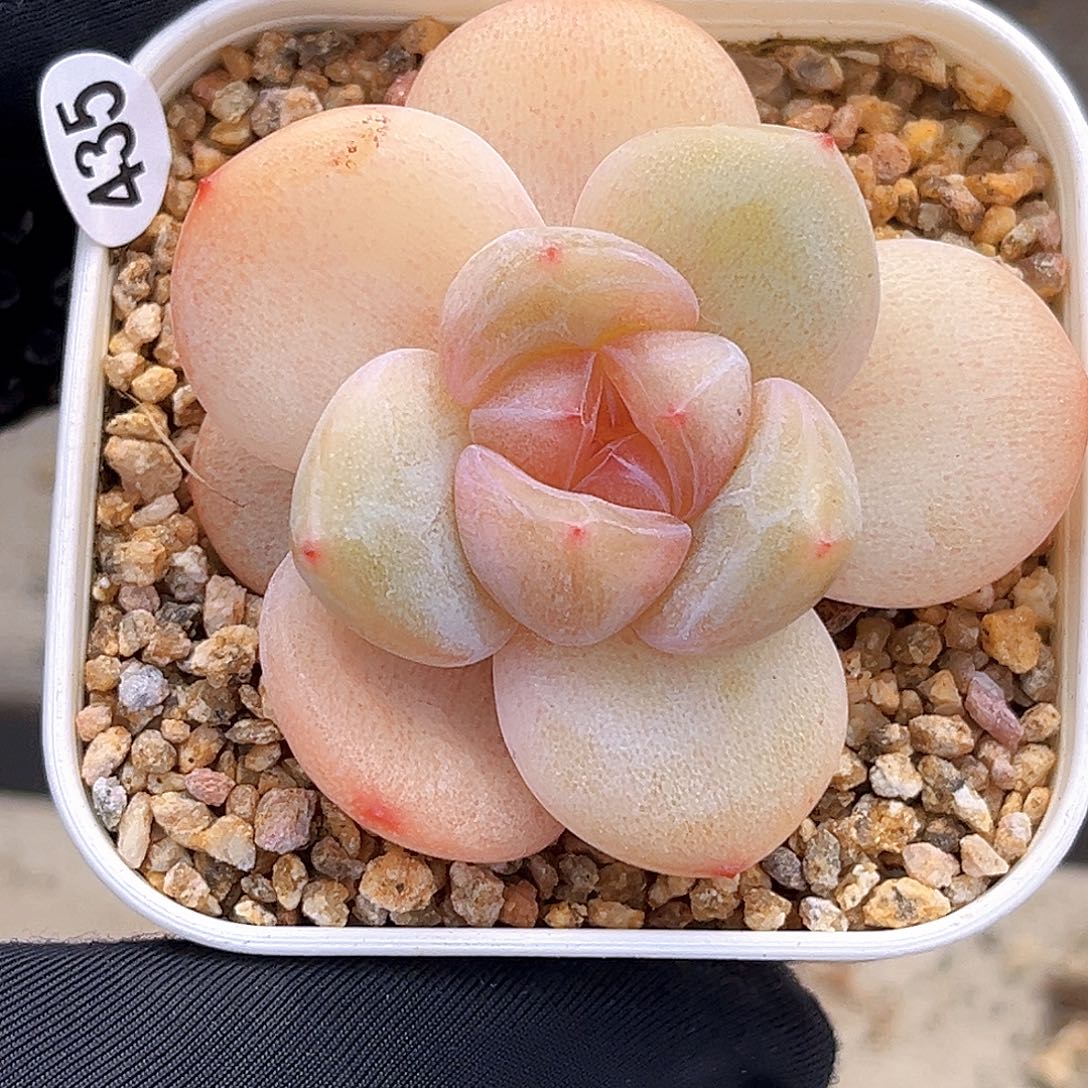 435  新品珍妮满18包邮