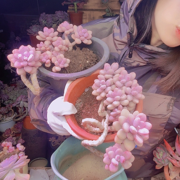 妙***贝两课掏蛋多肉植物好看老桩