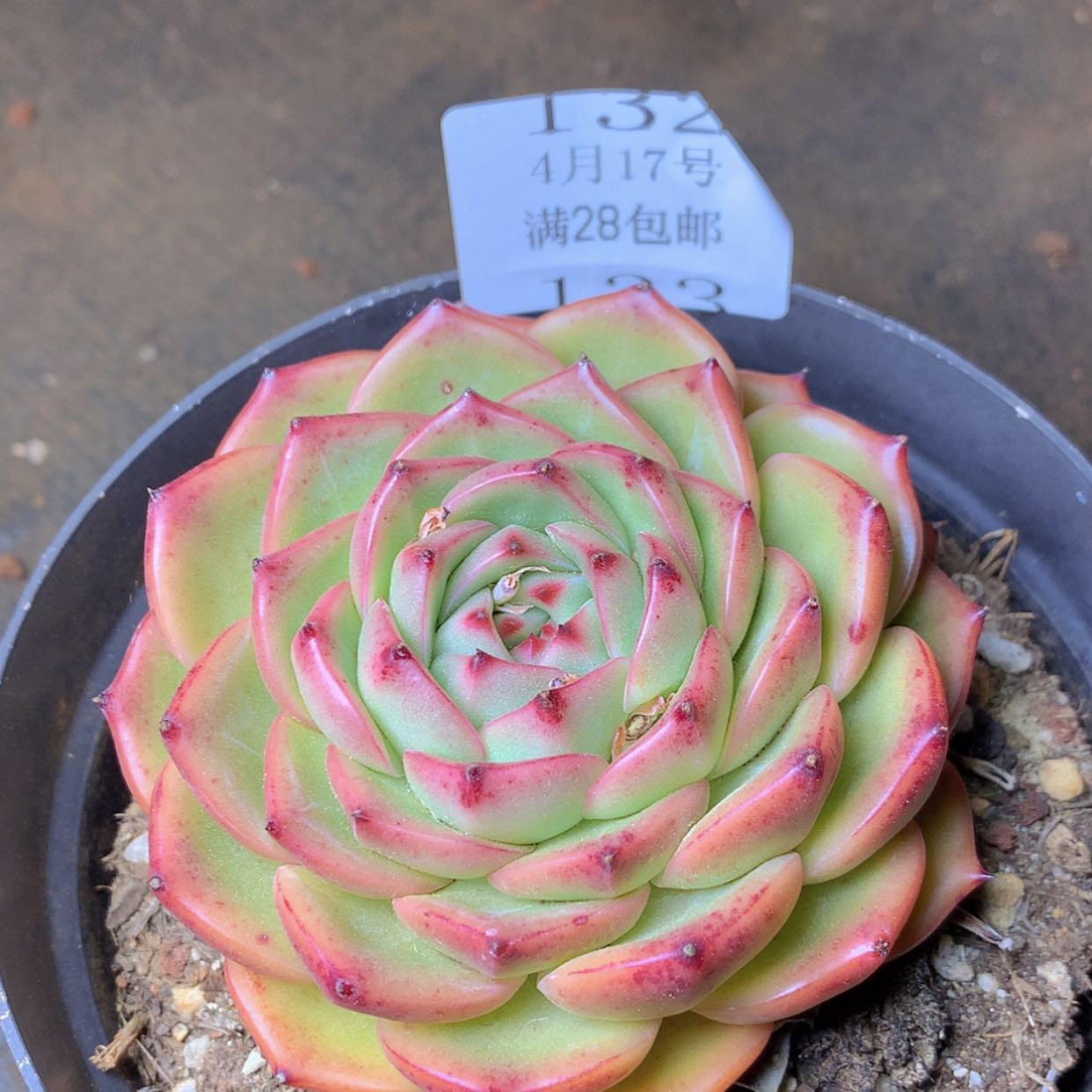 【闪购商品】云133芙瑞塔