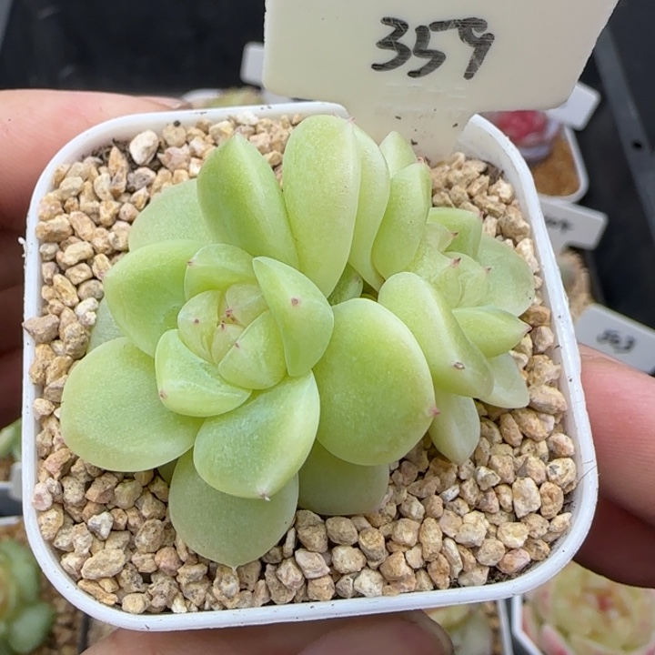 359号财富密码暮暮
