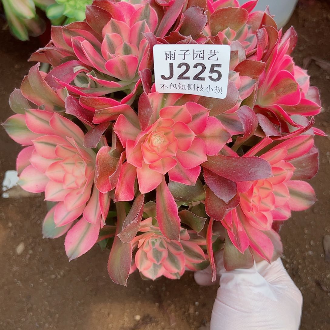 225香妃尺寸22左右