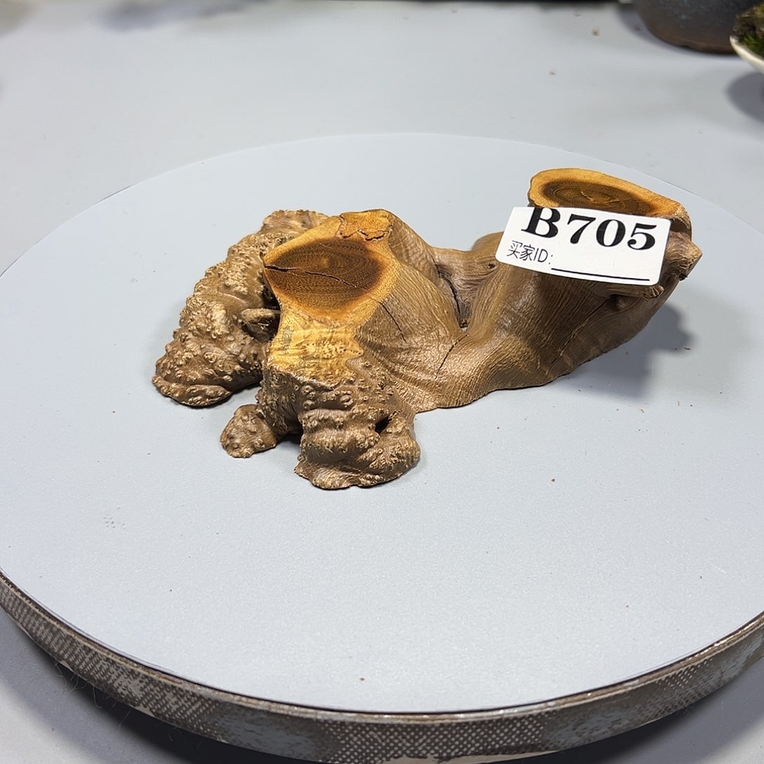 大果紫檀（缅甸花梨）子*