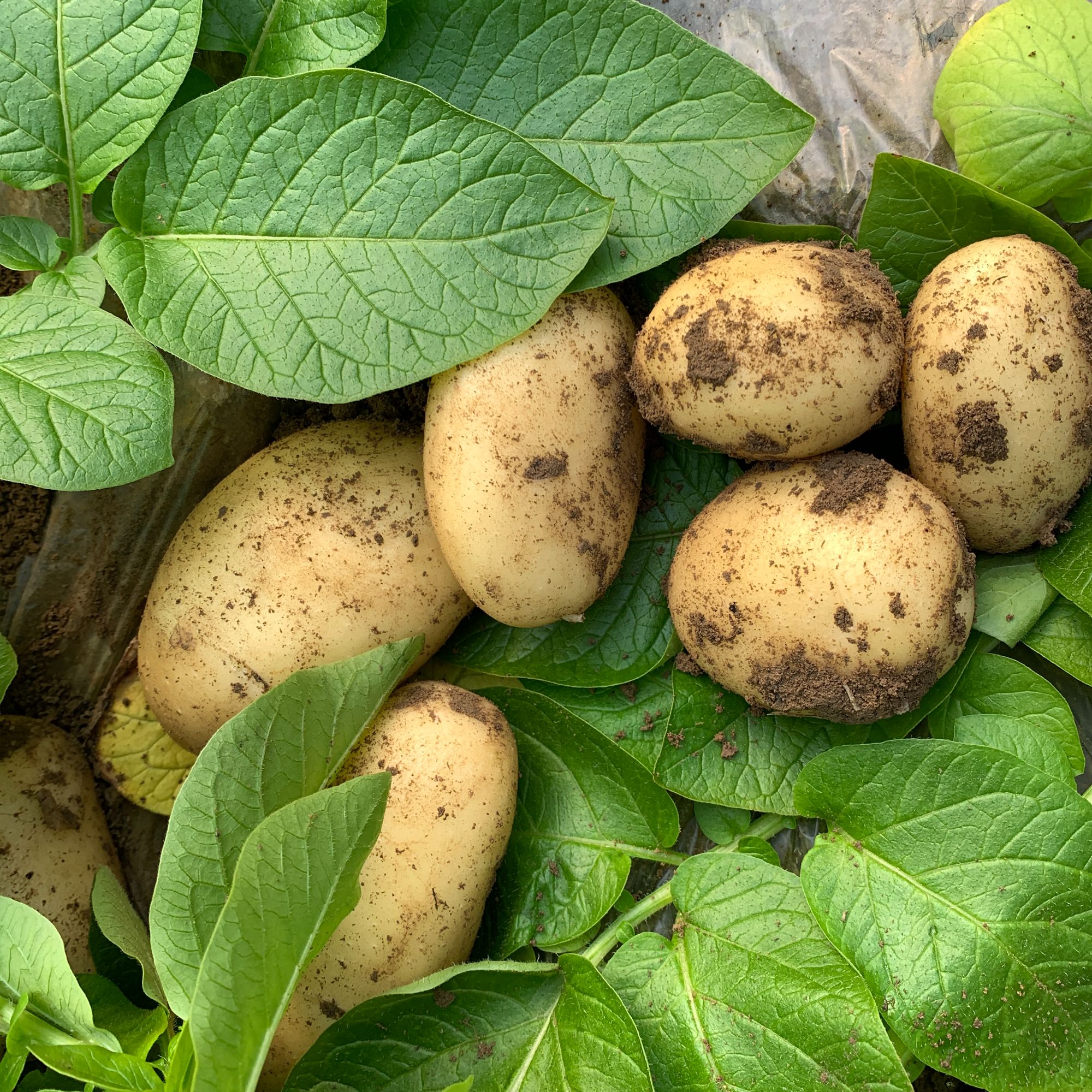 大华可以生吃的土豆5斤（±2两）