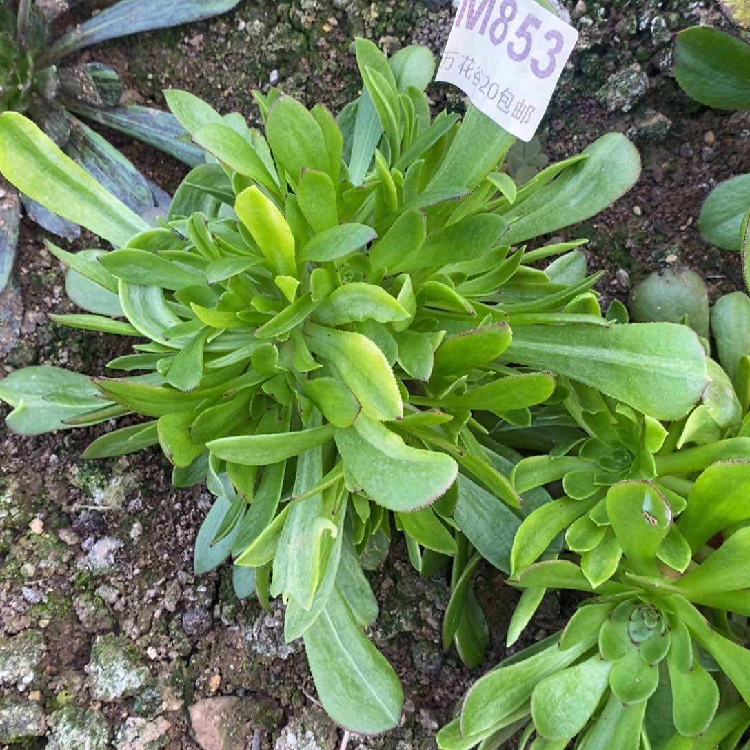 853哈迪斯绣球多肉植物