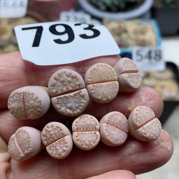 793粉饼干171九颗