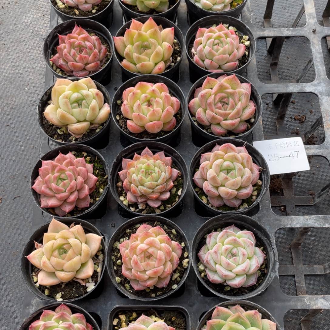 来****丝一物一拍18棵25-47