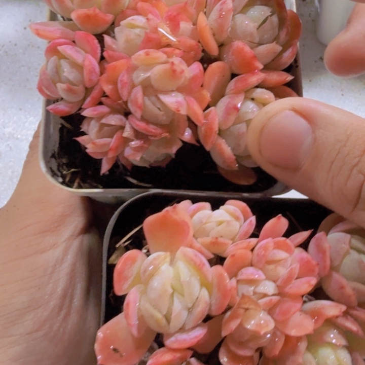 香水贝瑞一颗新品