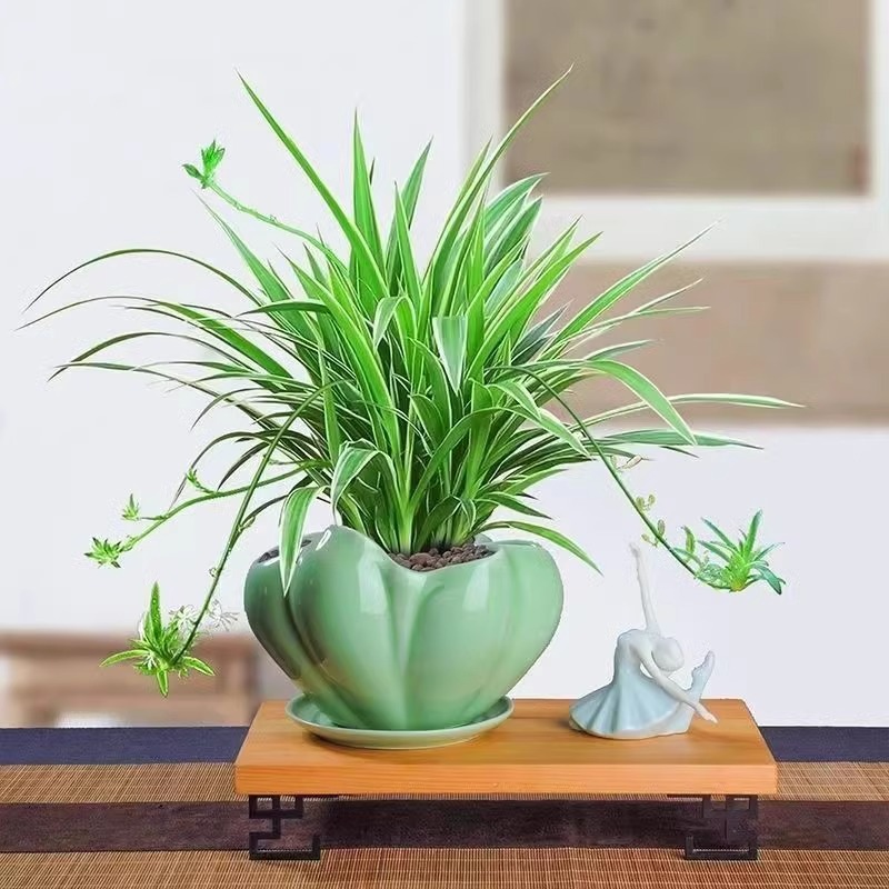 【四季开花】大花香水吊兰花苗驱蚊四季开花大花浓香型花卉盆栽好养